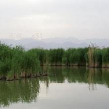 ź